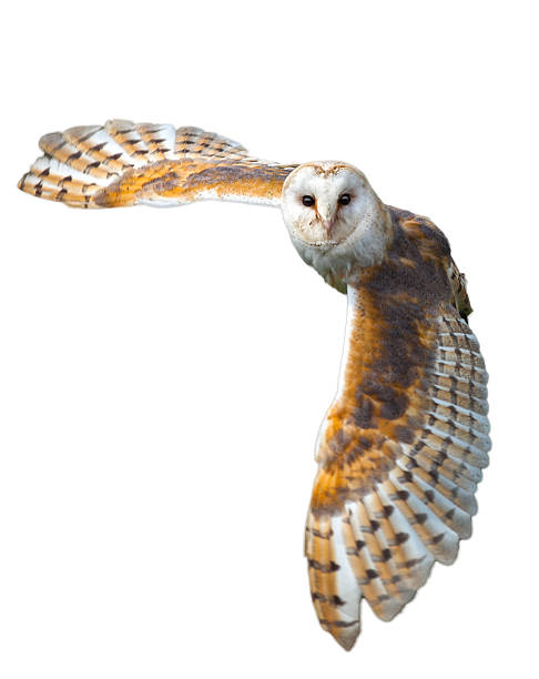 Barn Owl In Flight stock photo