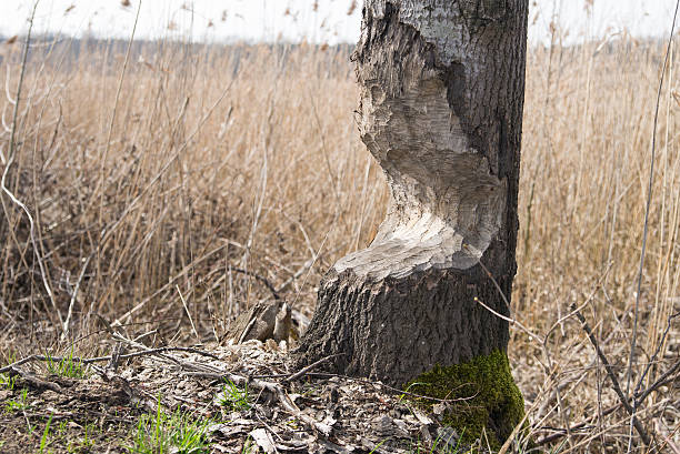 Woody bitten by a beaver. Facilities & Amenities build a dam on the water.