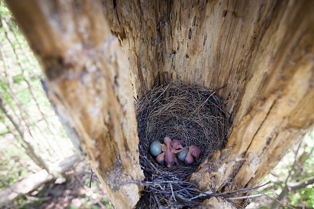 istock Nest of Jay (Garrulus glandarius). Eggs and chicks 519545912