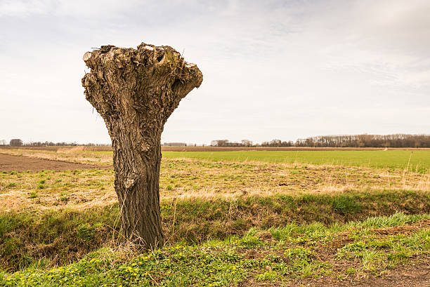 One pollarded willow at the ditch side in a rural landscape.