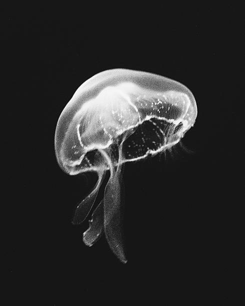 700+ Jellyfish Black And White Stock Photos, Pictures & Royalty-Free ...
