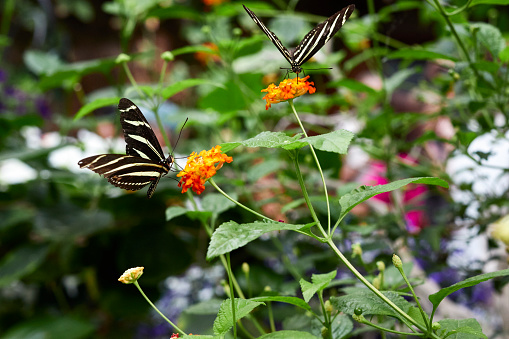 Two Zebra Longwing butterflies, Heliconius charithonia, drinking nectar.
