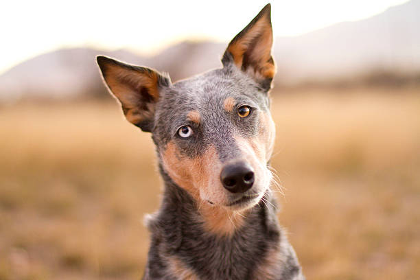 istock Blue Heeler Mixed Dog headshot on natural background 519547160