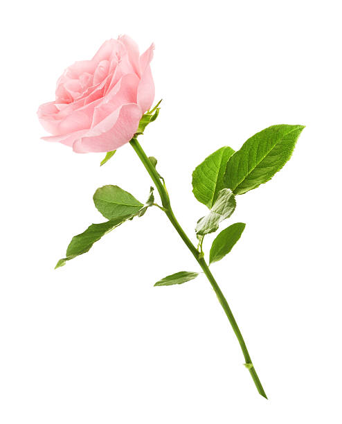 Pink Rose Flower Stock Photo - Download Image Now - Rose - Flower, Pink  Color, White Background - Istock