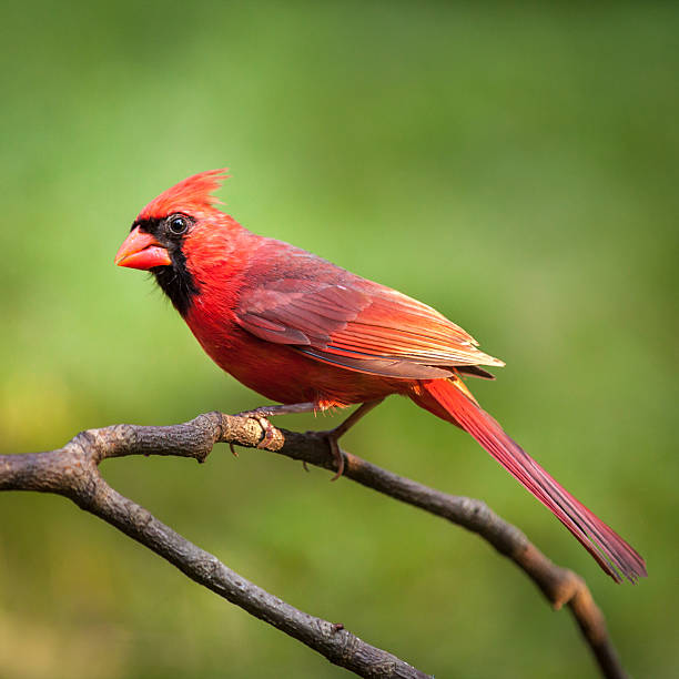 Red Cardinal Red Cardinal perched on a branch northern cardinal photos stock pictures, royalty-free photos & images