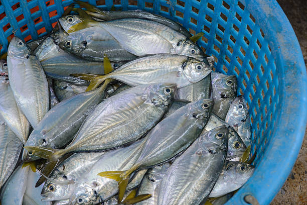 istock Fresh fish in baskets at the pier 519547379