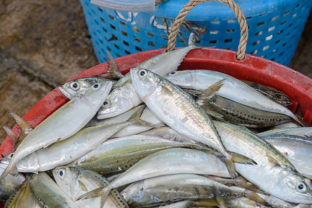 istock Fresh fish in baskets at the pier 519547425