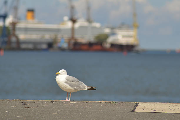 A sea gull in Rostock harbor with ships indistinct in the bookeh.
