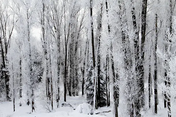 Frosty Trees, Grand Teton National Park