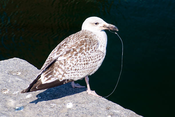 American Herring Gull (Larus smithsonianus) also known as a Smithsonian Gull with fishing hook stuck in mouth. Environmental Issues: Effects of marine debris on wildlife.
