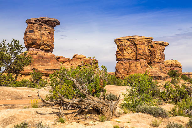istock Canyonlands National Park 519549359
