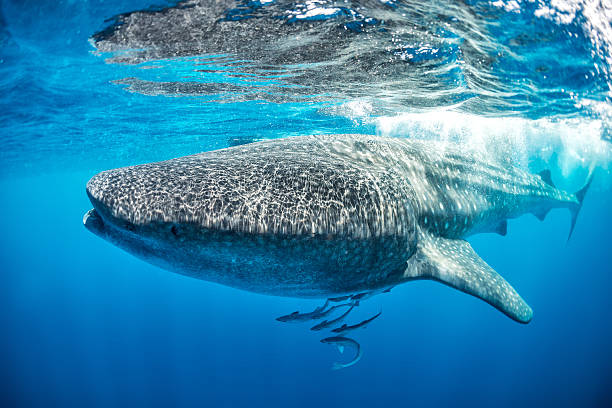 Whale shark swimming near the water surface Whale shark swimming in the sea just below the water surface. Few other smaller fishes can be seen below. puerto aventuras stock pictures, royalty-free photos & images