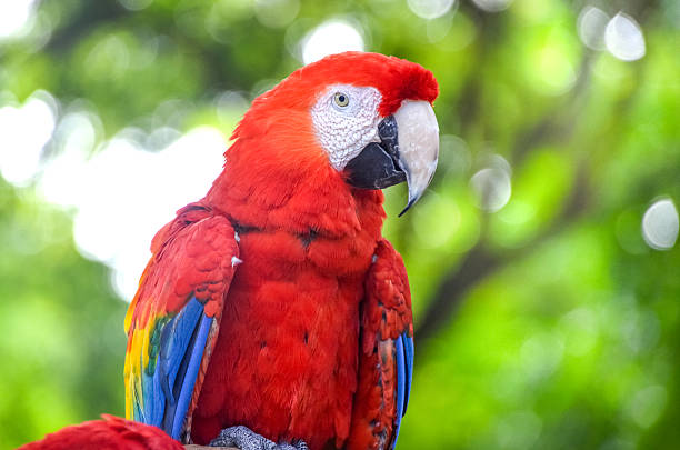 Colourful parrot bird sitting on the perch Colourful parrot bird sitting on the perch richie mccaw stock pictures, royalty-free photos & images