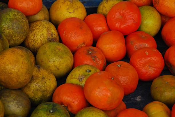 istock Colorful Fruits 519549581