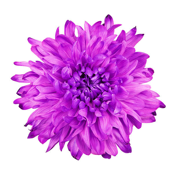 istock Violet Chrysanthemum Flower 519549674
