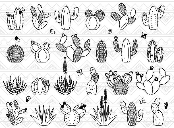 ilustraciones, imágenes clip art, dibujos animados e iconos de stock de vector de conjunto de cactus y plantas suculentas garabato - cactus blooming southwest usa flower head