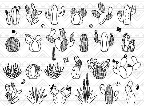 벡터 세트 of 낙서 캐터스 및 다육 식물 - flower desert single flower cactus stock illustrations