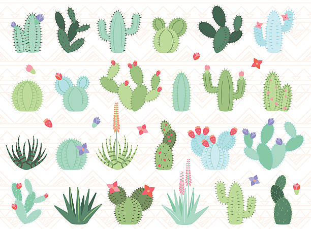 ilustraciones, imágenes clip art, dibujos animados e iconos de stock de vector de conjunto de cactus y plantas suculentas - cactus blooming southwest usa flower head