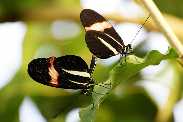 istock Mating pair of Butterflies 519550711