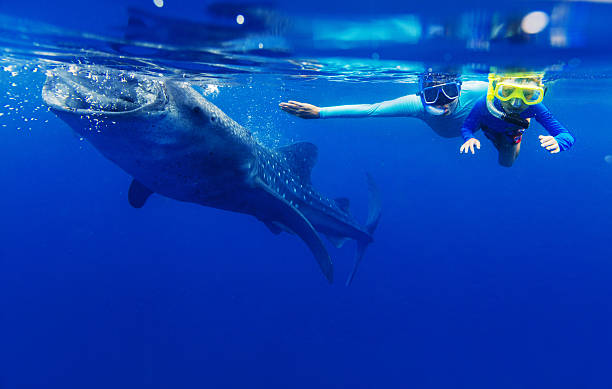 istock Boy snorkeling with whale shark 519551172