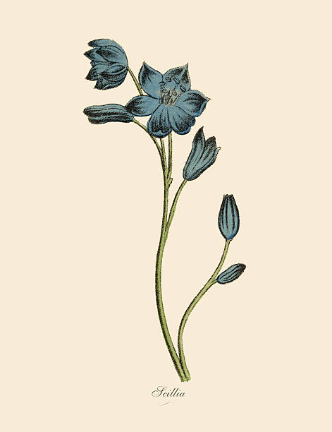 scillia 공장, 빅토이라 식물학 일러스트 - blue close up white background flower head stock illustrations