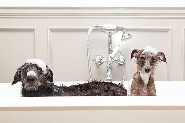 istock Two funny wet dogs in bathtub 519552018