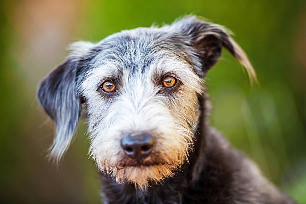 istock Portrait Terrier Crossbreed Dog Green Background 519552078