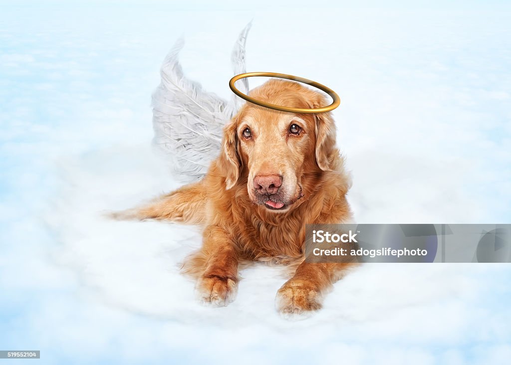 Old Dog Angel on Cloud in Heaven Old dog wearing angel wings and golden halo laying on clouds in heaven Angel Stock Photo