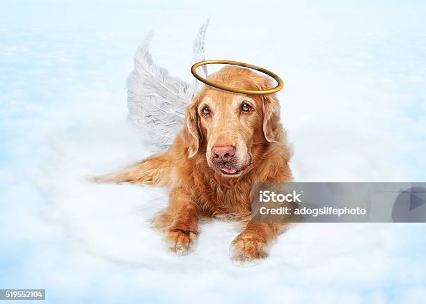 Old Dog Angel On Cloud In Heaven Stock Photo - Download Image Now - Angel, Dog, Heaven
