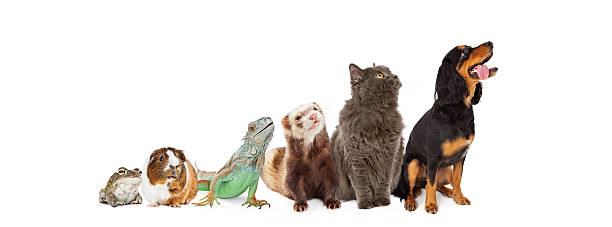 istock Group of Pets Looking Up and Side Banner 519552160