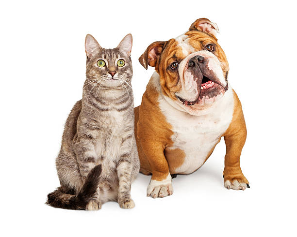 istock Friendly Dog and Cat Together 519552230