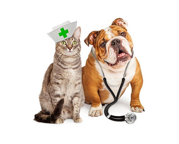 Dog veterinarian and cat nurse sitting together over white