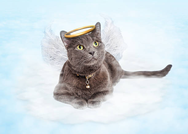 Angel Cats Angel Cats
