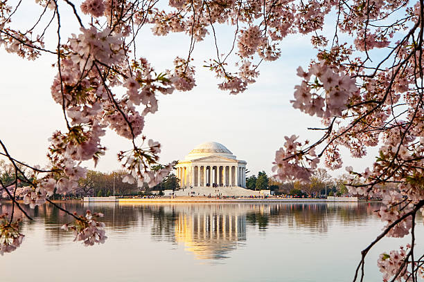 istock Thomas Jefferson Memorial Framed By Cherry Blossoms 519552336