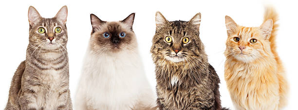 istock Four Happy Cats Website Banner 519552484