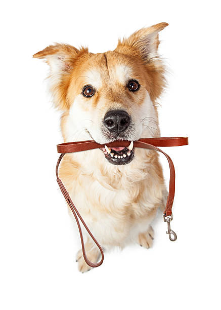 istock Dog With Leash in Mouth Excited for Walk 519552578