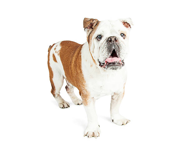 istock Happy Bulldog Standing Open Mouth 519552724