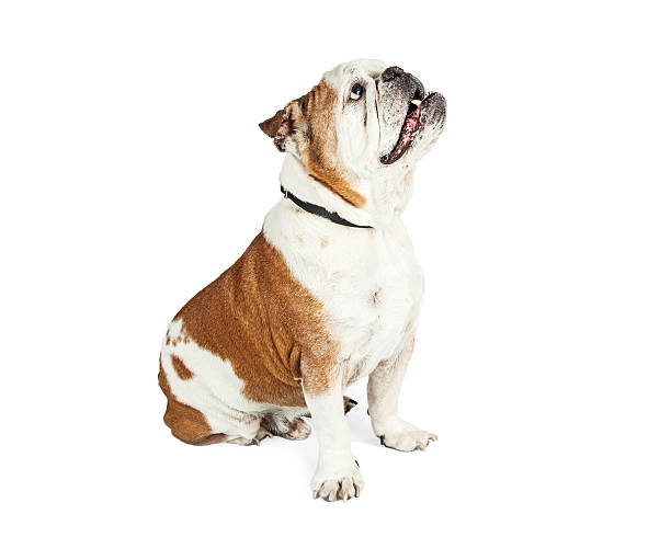 istock Attentive Dog Sitting Side Looking Up 519552832