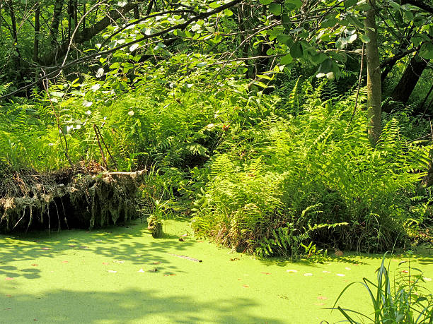 istock Summer woodland scenery 519553112