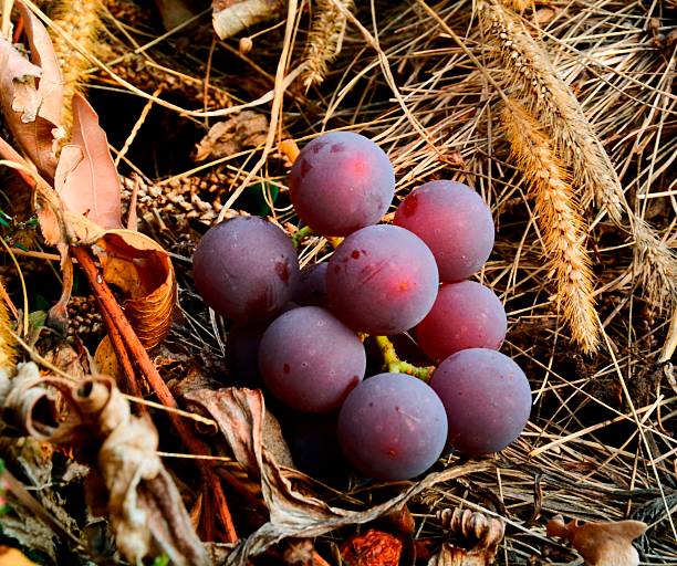 istock realistic bunch of red grapes 519553558