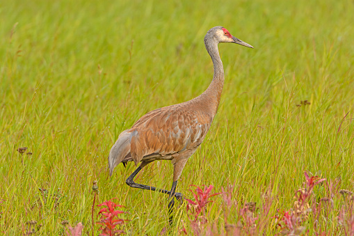 Young sandhill crane foraging in field on Amherst Island, Ontario, Canada