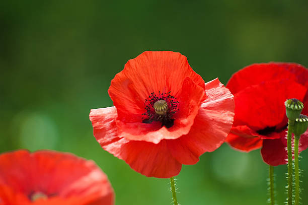 istock red poppies flowers on green 519554508