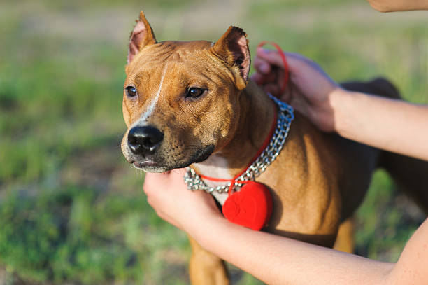 istock Dog with a box for rings 519555484