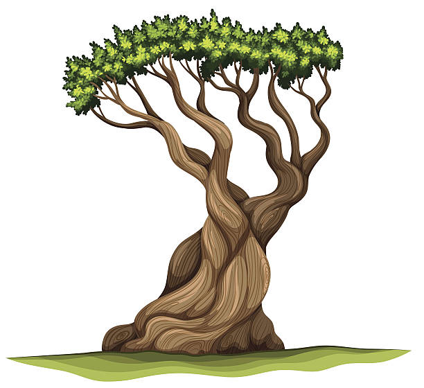 ilustraciones, imágenes clip art, dibujos animados e iconos de stock de pino erizo - bristlecone pine