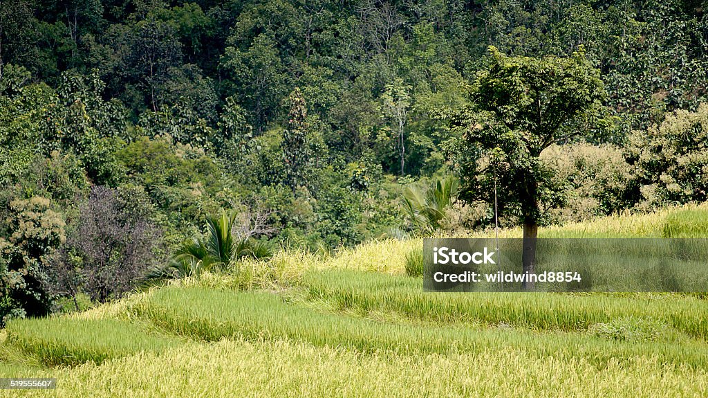 rice field maejam thailand. Agriculture Stock Photo