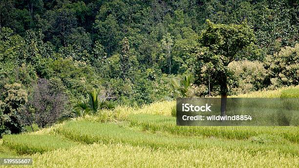 Rice Field Stock Photo - Download Image Now - Agriculture, Asia, Bac Ha