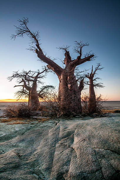 baobabs al atardecer - tree branch burnt silhouette fotografías e imágenes de stock