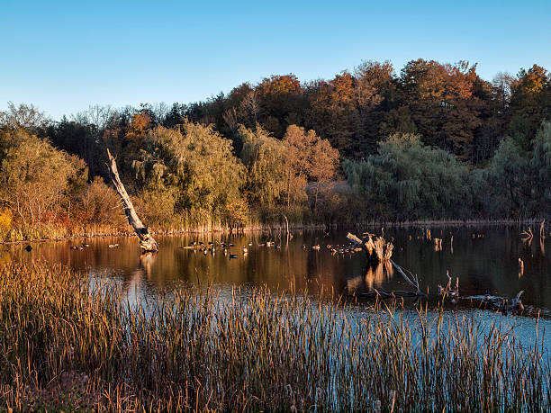 staw w zmierzch w jesiennym - wilderness area flower pond clear sky zdjęcia i obrazy z banku zdjęć