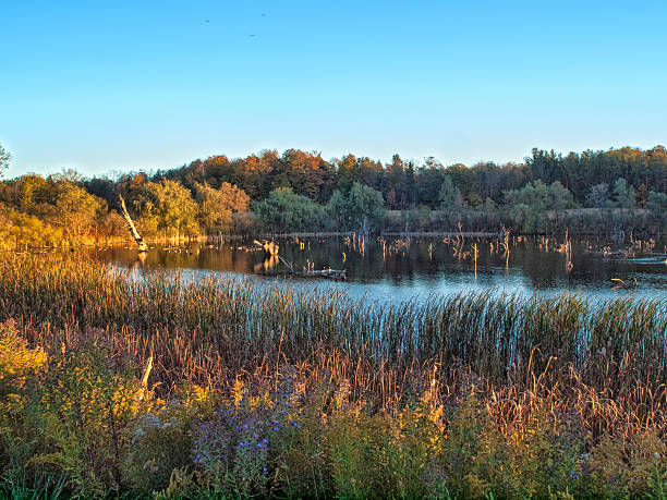 연못 at dusk 가을 - wilderness area flower pond clear sky 뉴스 사진 이미지