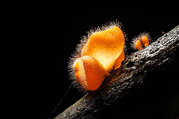 istock Macro of Pink Burn Cup mushroom 519556109